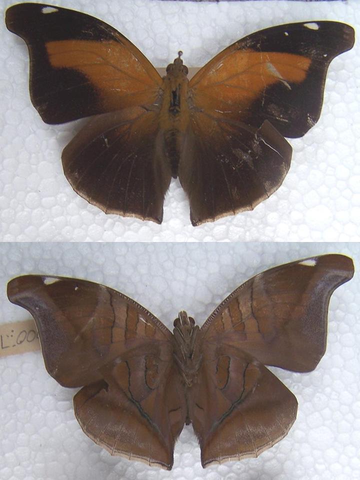FIGURE 1a FIGURE 1a